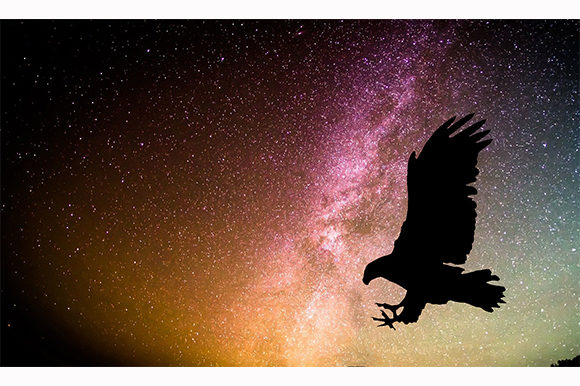 Eagle Bird Dark Night Animal: Designing with a Bold, Nocturnal Aesthetic